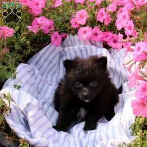 Amy, Pomeranian Puppy